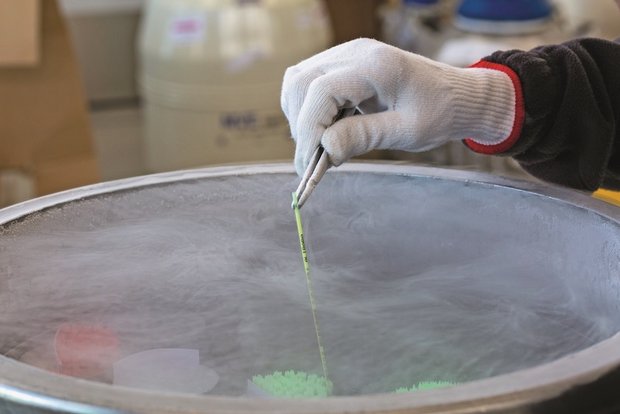 Chargenverwechslung bei Limousin-Stieren von Swissgenetics Bei der Überprüfung der Produktionsprozesse und -chargen konnte kein systematischer Fehler gefunden werden. (Bild Swissgenetics)