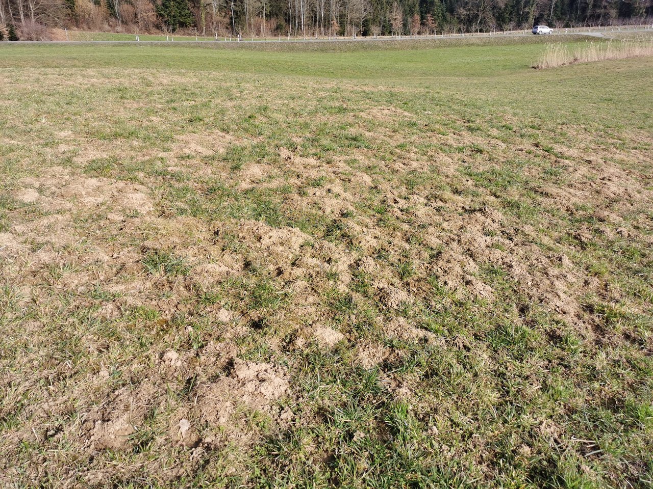 Eine Mähwiese mit einem grösseren Schaden. Teils wurden einige Lücken bereits mit fadenförmigem Ehrenpreis und Gemeiner Rispe gefüllt. 