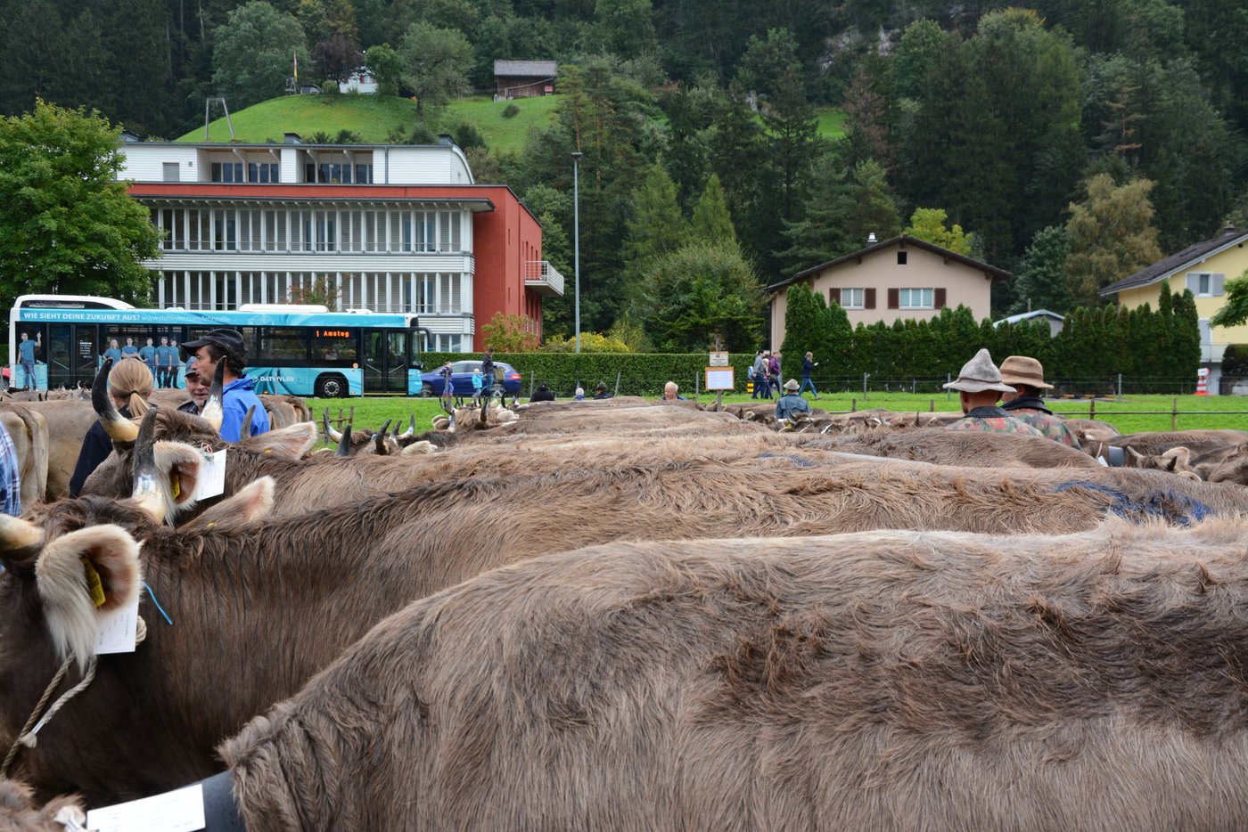 Impressionen vom Schauplatz, im Bild die OB-Rinder.