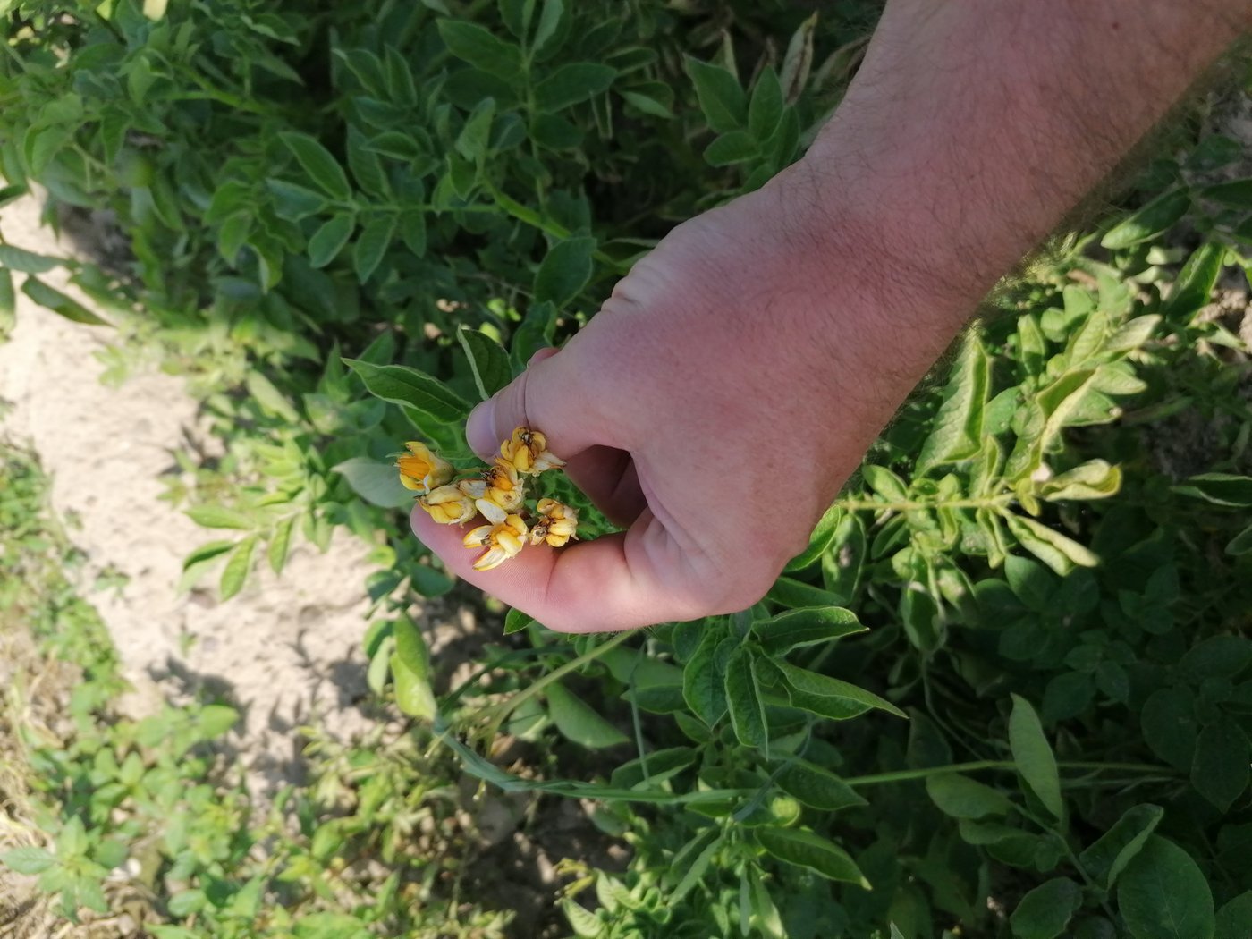 Der gelbblühende Stamm – eine alte Sorte aus der DDR. (Bild Belinda Balmer)