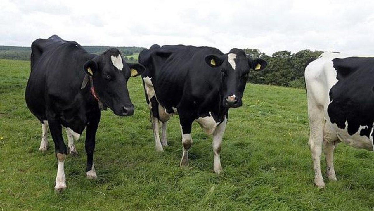 Die Fairness und Transparenz zwischen Milchbauern und Verarbeitern soll verbessert werden. (Bild agrar-press)
