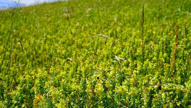 Der Bio-Boden transportierte 30 Prozent mehr Stickstoff in die Pflanzen als der konventionelle Boden. (Bild pixabay)