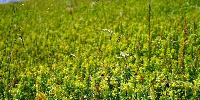 Der Bio-Boden transportierte 30 Prozent mehr Stickstoff in die Pflanzen als der konventionelle Boden. (Bild pixabay)