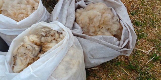 Schmutzwolle bekommt man meist kostenlos direkt bei Schafhaltern. 	(Symbolbild Pixabay)