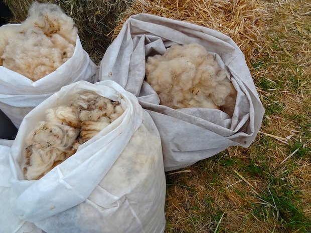 Schmutzwolle bekommt man meist kostenlos direkt bei Schafhaltern. (Symbolbild Pixabay)