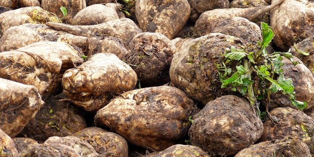 Die Schweizer Zucker AG ist sich sicher, dass das Schweizer Volk auch in Zukunft Zucker aus dem Inland haben will. (Bild AktivierungsCoach-Geier/Pixabay)