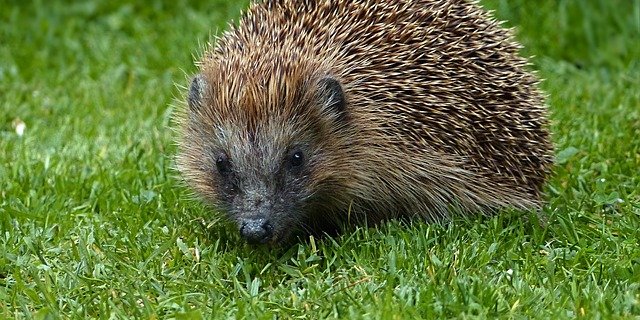 Volkszählung der Schweizer Igel weist geografische Lücken auf. (Bild Pixabay)