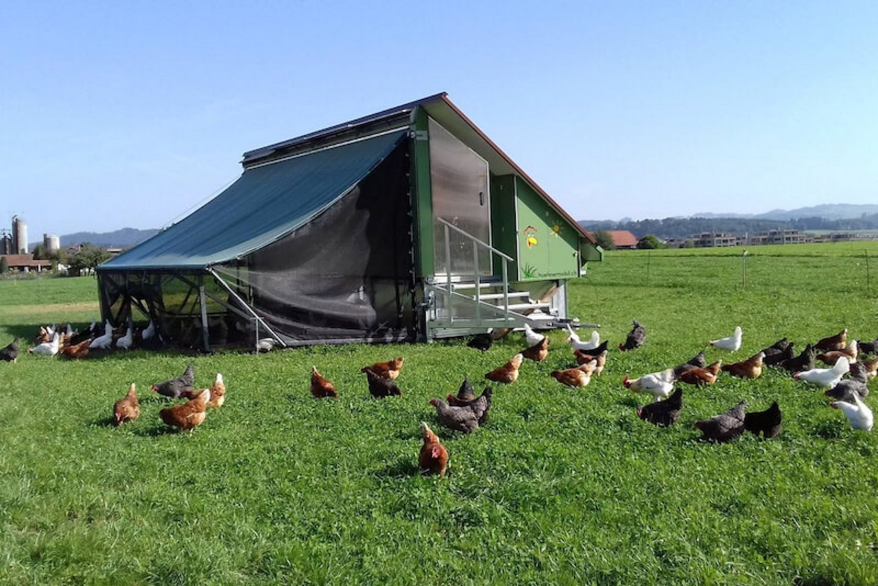 e nach Wetter muss das fahrbare Hühnermobil etwa alle zehn Tage versetzt werden, um die Grasnarbe nicht zu beschädigen. (Bild lid)