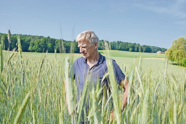 Peter Wüthrich im Roggenfeld. Bis zur Ernte werde der Bestand noch höher. (Bilder Peter Fankhauser)