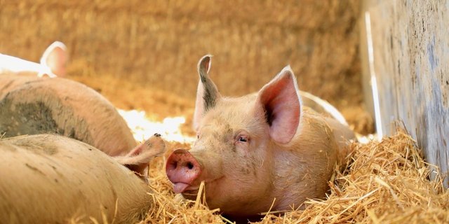 Im Stroh liegendes Schwein.