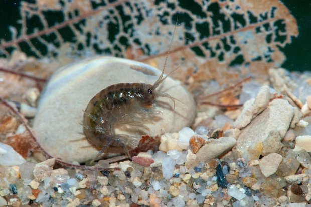 Pro Natura kürt Bachflohkrebs zum Tier des Jahres Der Bachflohkrebs (Gammarus fossarum) ist das Tier des Jahres 2021 von Pro Natura. (Bild Verena Lubini)