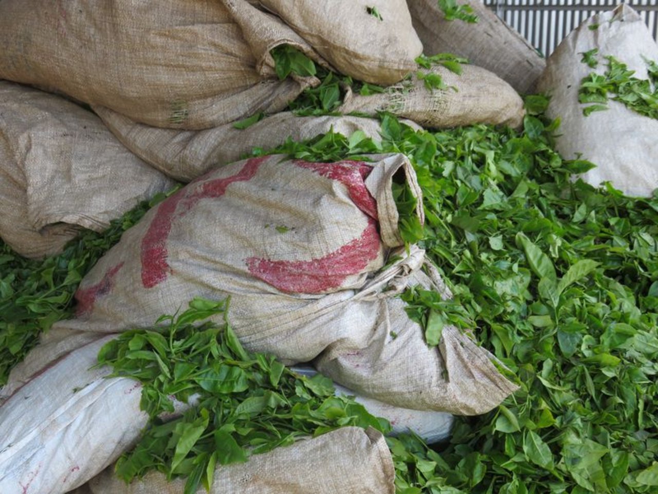 Die frischen Teeblätter werden in Säcken vom Feld zur Verarbeitungsfabrik angeliefert.