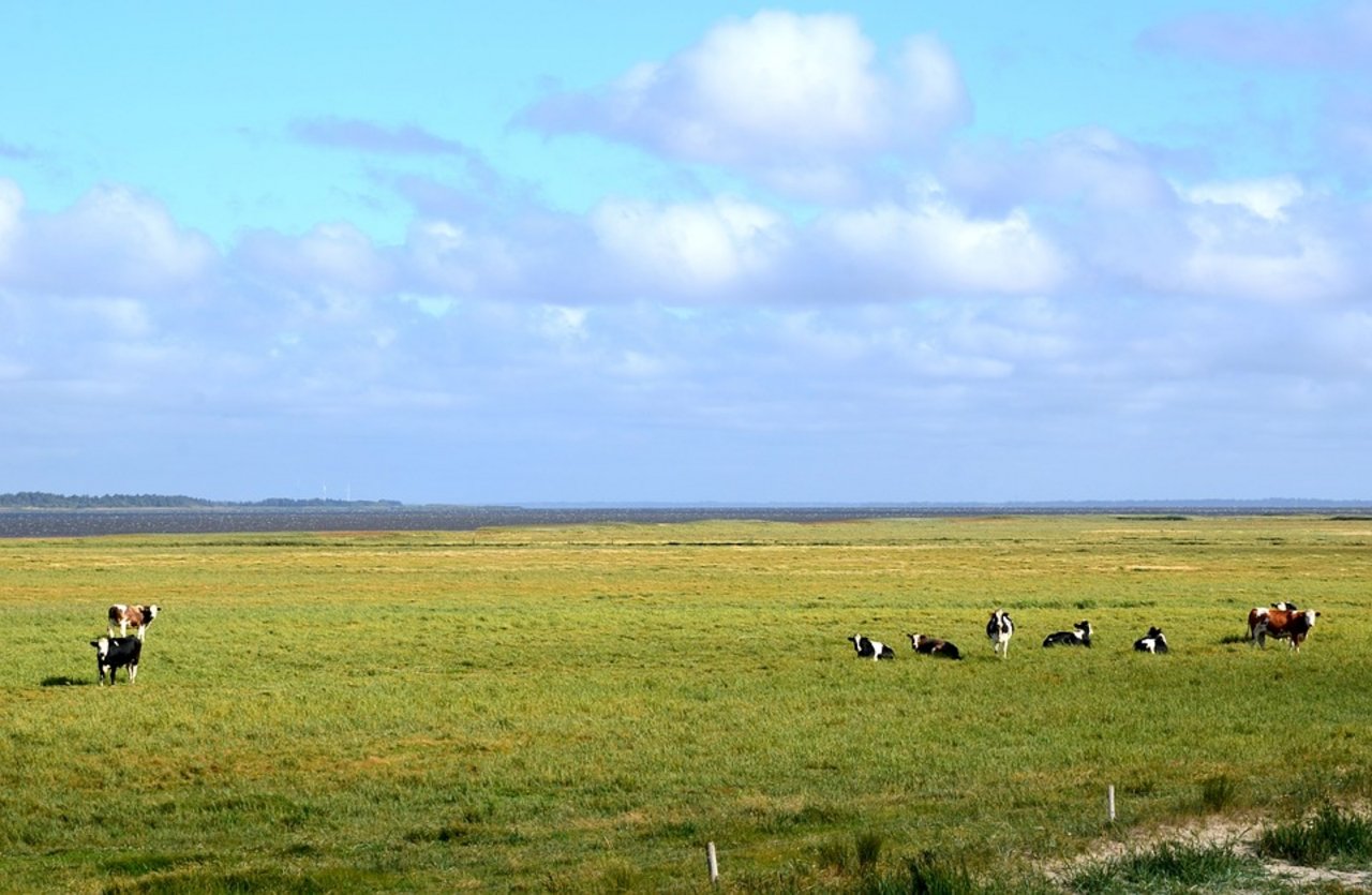 Weidende Kühe in Dänemarkt. (Symbolbild Pixabay)