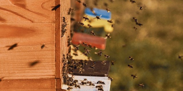 Zuckerrüben selbst blühen zwar nicht und locken daher keine Bestäuber an, der Abdrift von Pflanzenschutzmittel könnte sie aber dennoch gefährden, so Apisuisse. (Bild Pixabay)