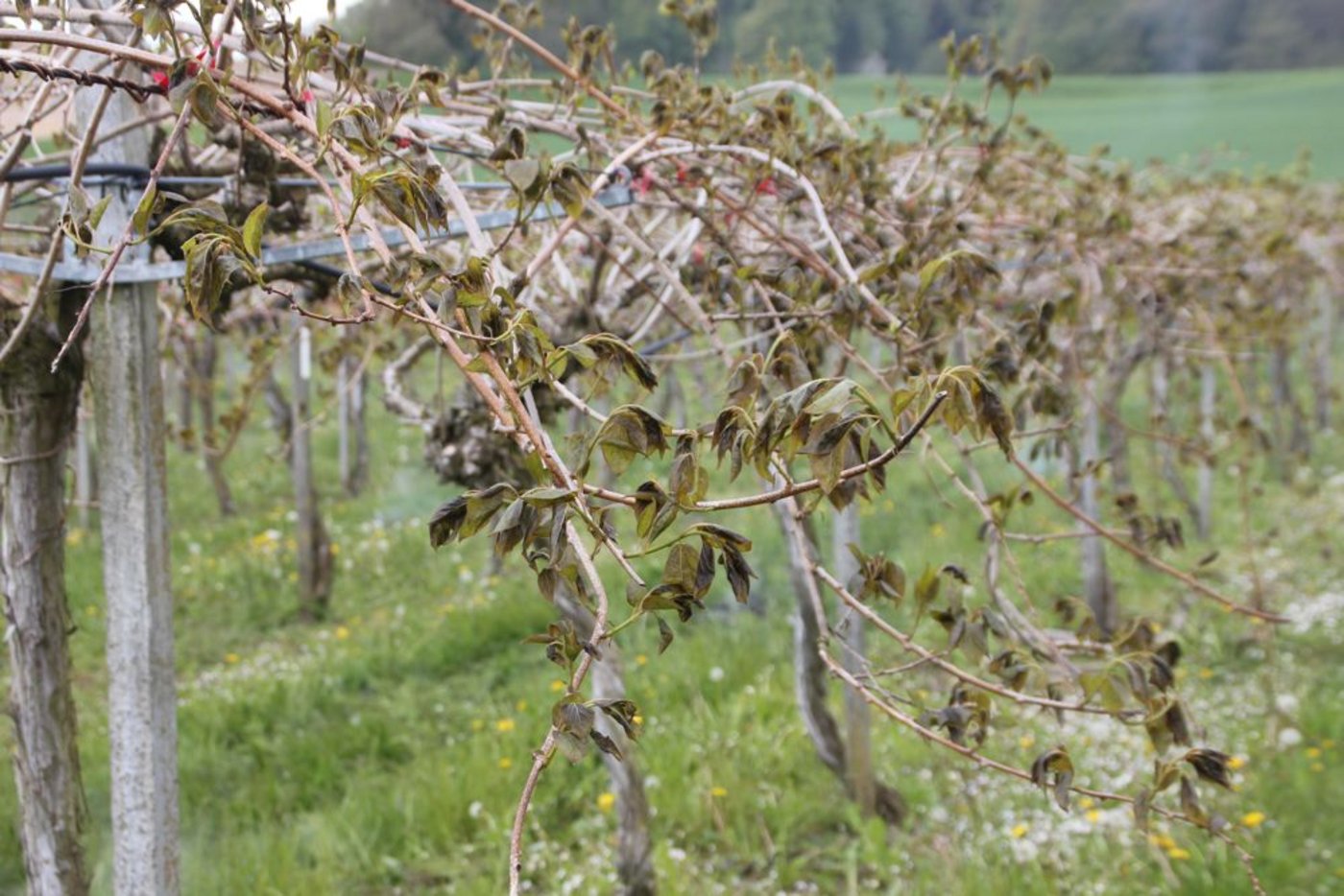 Die gravierenden Frostspuren an den Minikiwi sind deutlich erkennbar.