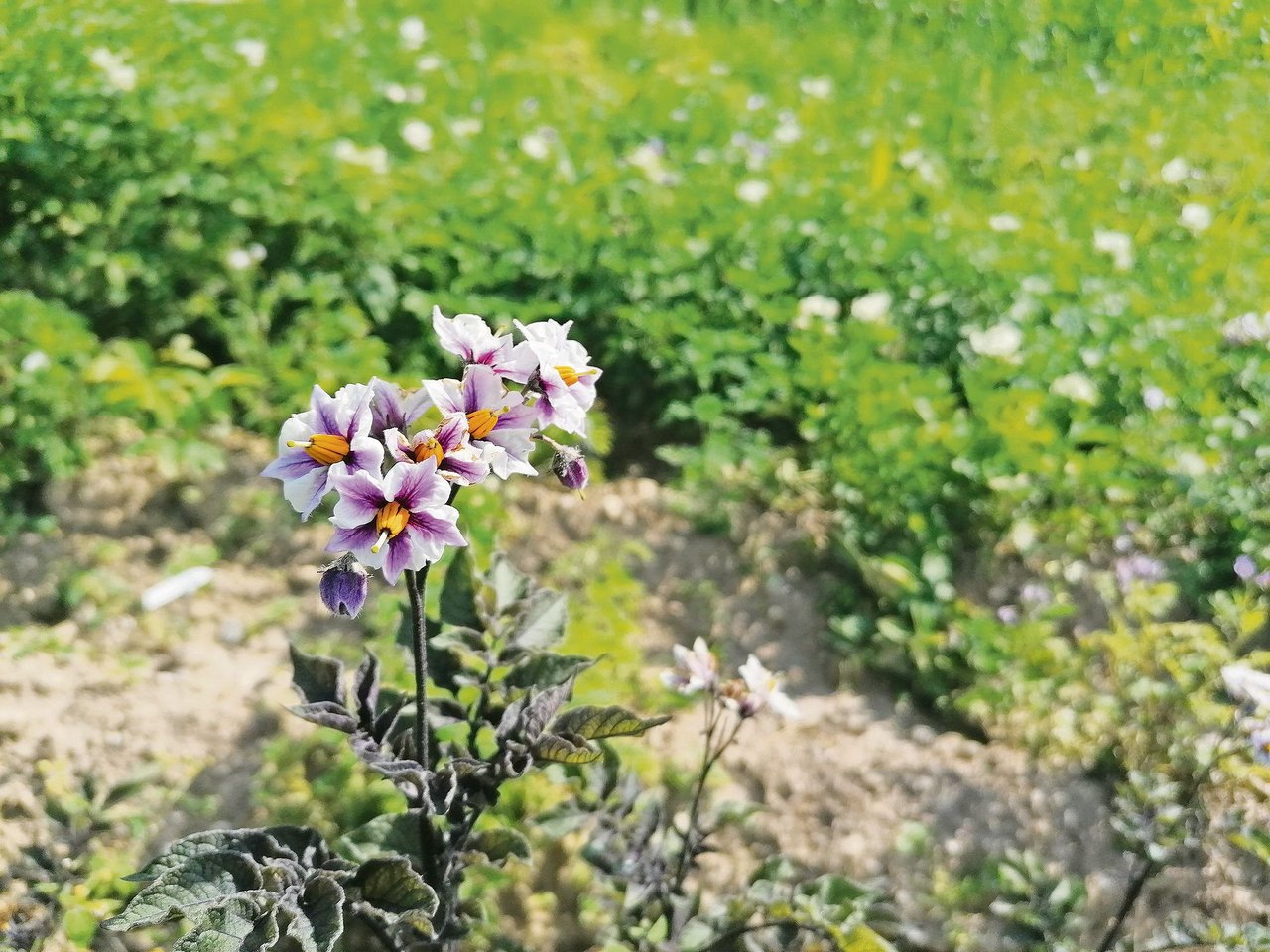 Die Blüten der Sorte Blaukraut duften zwar nach Vanille, sie hat aber nur wenig Ertrag. (Bild Belinda Balmer)