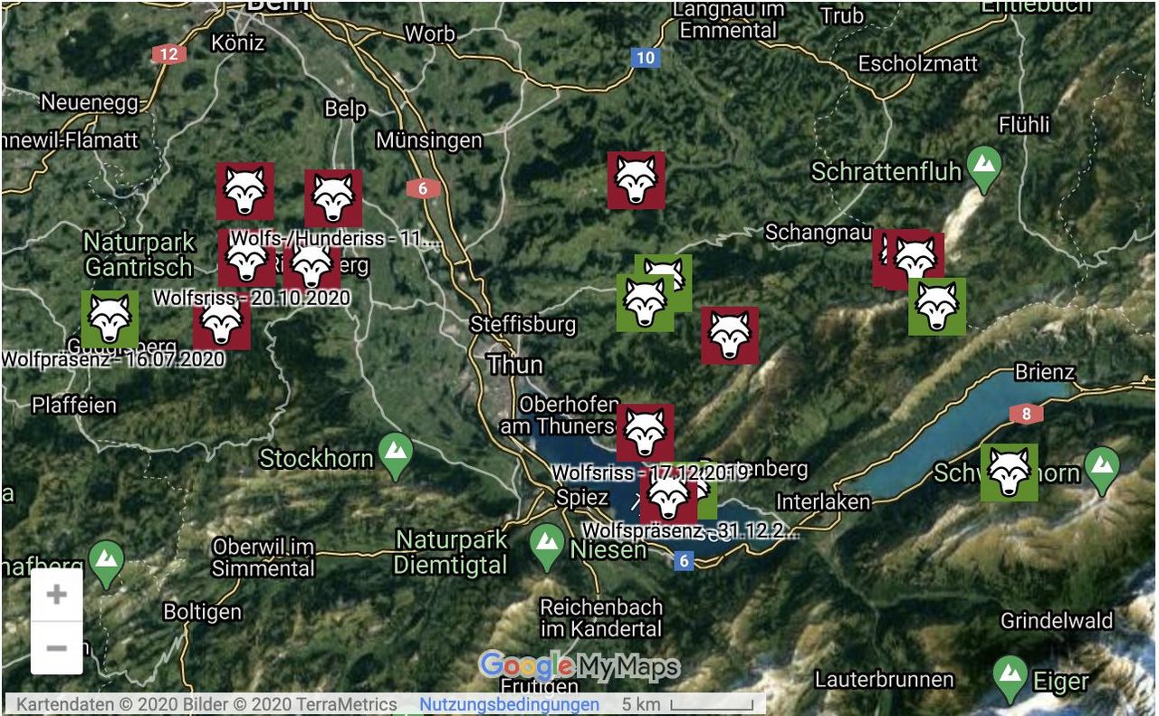 Der Berner Bauernverband zeigt auf einer Karte die diesjährigen Wolfssichtungen und -risse. (Bild Berner Bauernverband)
