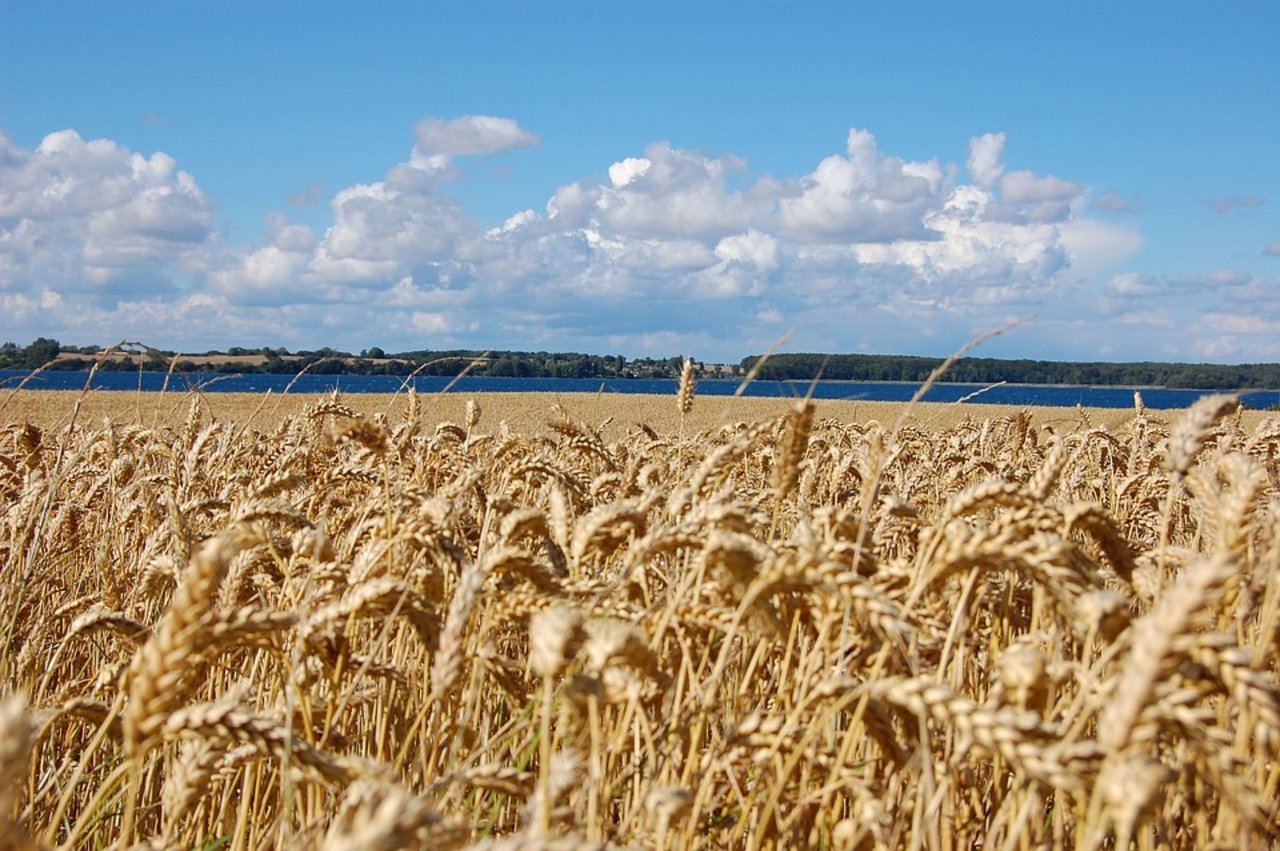 Getreidefeld in Dänemark. (Symbolbild Pixabay)