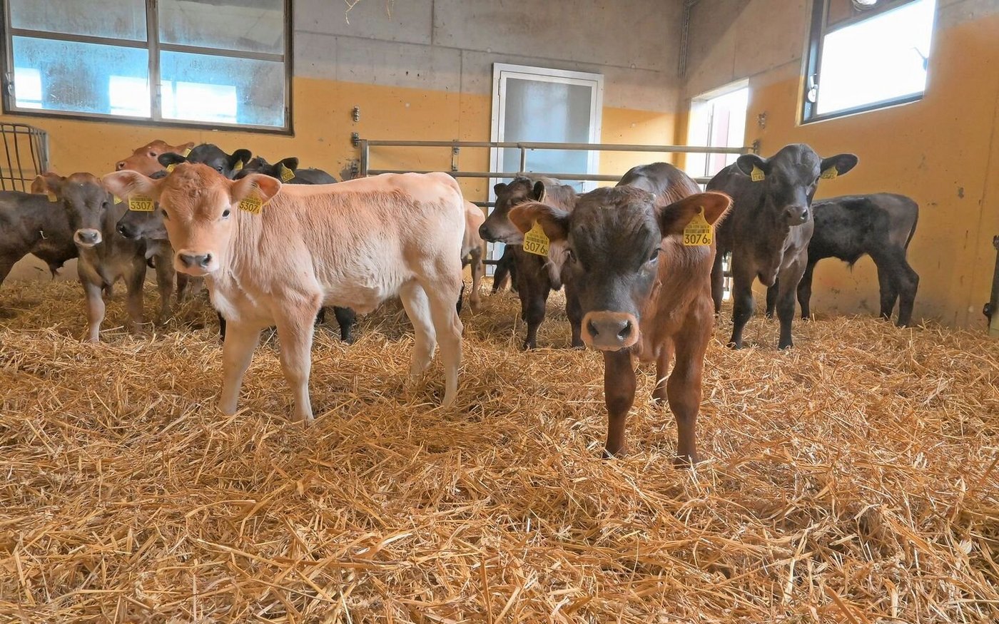 Schon bald müssen die Tränkekälber sowohl auf dem Geburts- wie auch auf dem Folgebetrieb gegen die Kälbergrippe geimpft werden.  