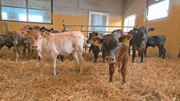 Schon bald müssen die Tränkekälber sowohl auf dem Geburts- wie auch auf dem Folgebetrieb gegen die Kälbergrippe geimpft werden. 