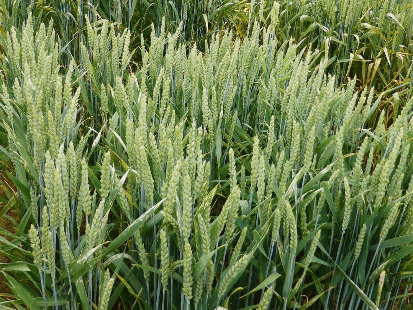 Seit 2014 führt Agroscope Freilandversuche u. a. mit gentechnisch verändertem Winterweizen durch. Es sollen Umweltverhalten, Nutzen und Risiken für die Landwirtschaft untersucht werden. (Bild Agroscope)