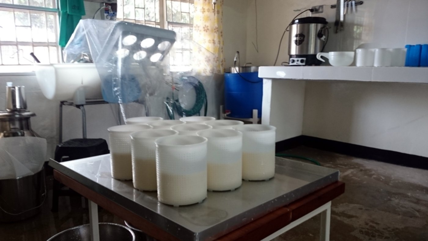 Der erste Fetakäse beim Werden. 