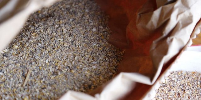 Laut Agrarheute sind in Deutschland auch verarbeitete Proteine aus Nutzinsekten als Schweinefutter neu zugelassen. In der Schweiz dürfen Insekten nur an Wassertiere verfüttert werden. (Bild lid / ji)