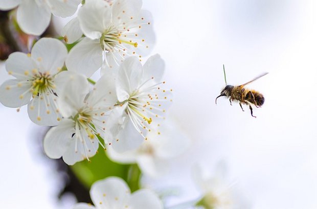 Besonders in frühlingshaft blühenden Obstbaumhainen sollte an Bienen gedacht und möglichst auf Pflanzenschutzmittel verzichtet werden. (Bild Pixabay)