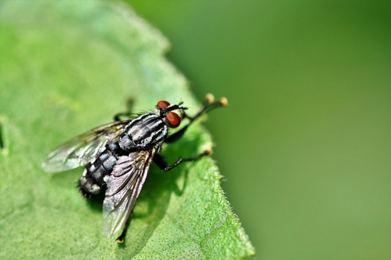 Insekten sind wichtige Bestäuber, bauen aber auch organisches Material wie tote Tiere und Pflanzen ab. Der Tag der Insekten soll auf ihre Bedeutung und ihre Bedrohung aufmerksam machen. (Bild Pixabay)