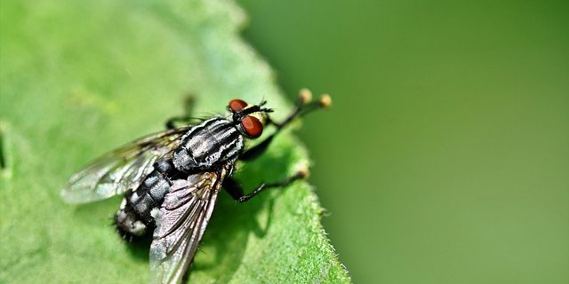 Insekten sind wichtige Bestäuber, bauen aber auch organisches Material wie tote Tiere und Pflanzen ab. Der Tag der Insekten soll auf ihre Bedeutung und ihre Bedrohung aufmerksam machen. (Bild Pixabay)