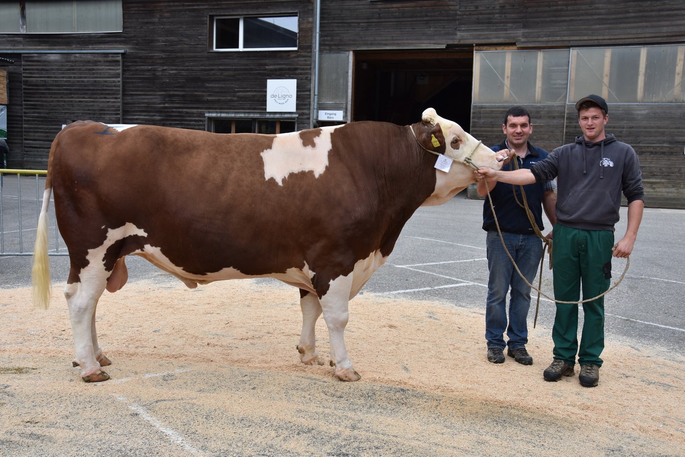 Den Titel Mister Swiss Fleckvieh holte sich Astronom Frivolo von Adrian Eggimann, Wyssachen BE.