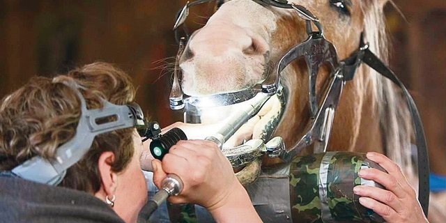 Pferd während der Behandlung: Es geht darum, störende Kanten zu entfernen und den Druck auf den Kauflächen regelmässig zu verteilen.(Bild Nicole Bölle)