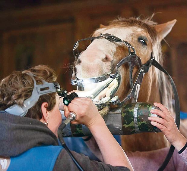 Pferd während der Behandlung: Es geht darum, störende Kanten zu entfernen und den Druck auf den Kauflächen regelmässig zu verteilen.(Bild Nicole Bölle)