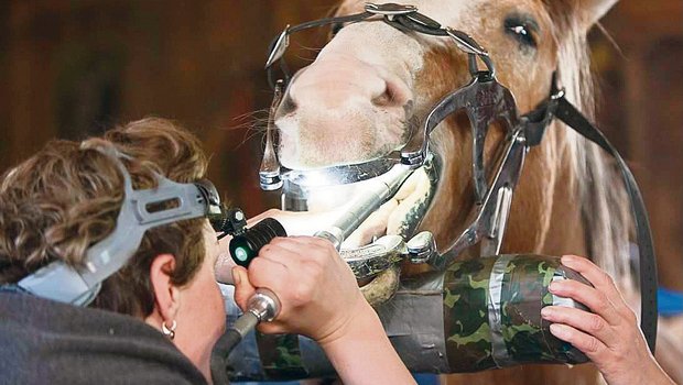 Pferd während der Behandlung: Es geht darum, störende Kanten zu entfernen und den Druck auf den Kauflächen regelmässig zu verteilen.(Bild Nicole Bölle)