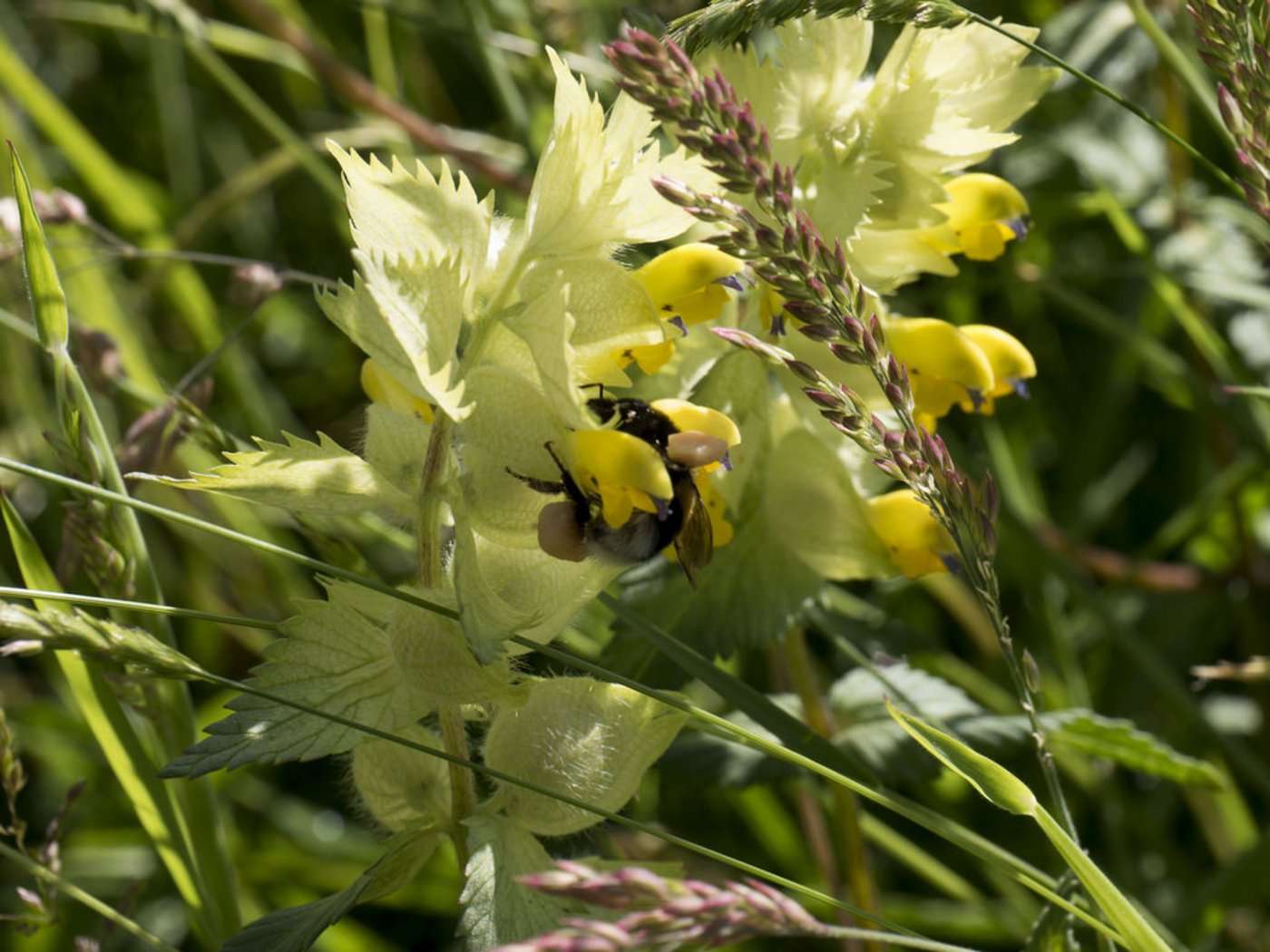 Der Klappertopf in Nahaufnahme. (Bild Flickr)