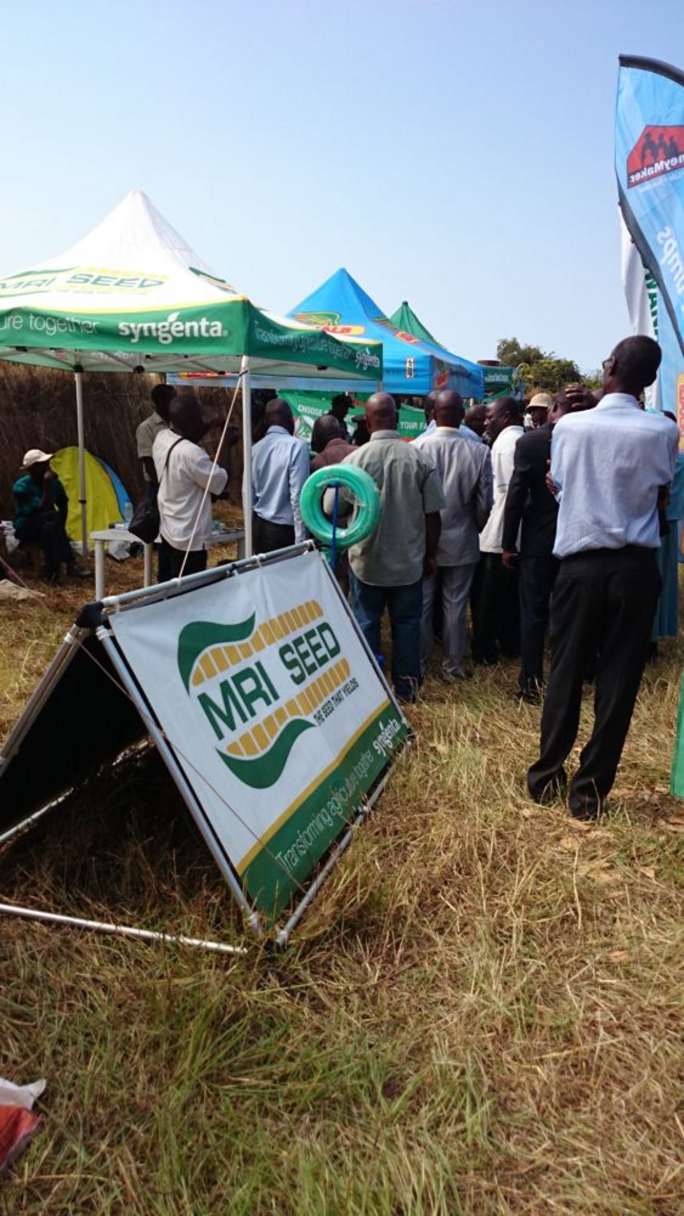 ...auf agroindustrielle Monokultur. Auch etliche sambische KleinbäuerInnen verwenden (subventionierten) Kunstdünger beim Maisanbau auf den ausgelaugten Böden.