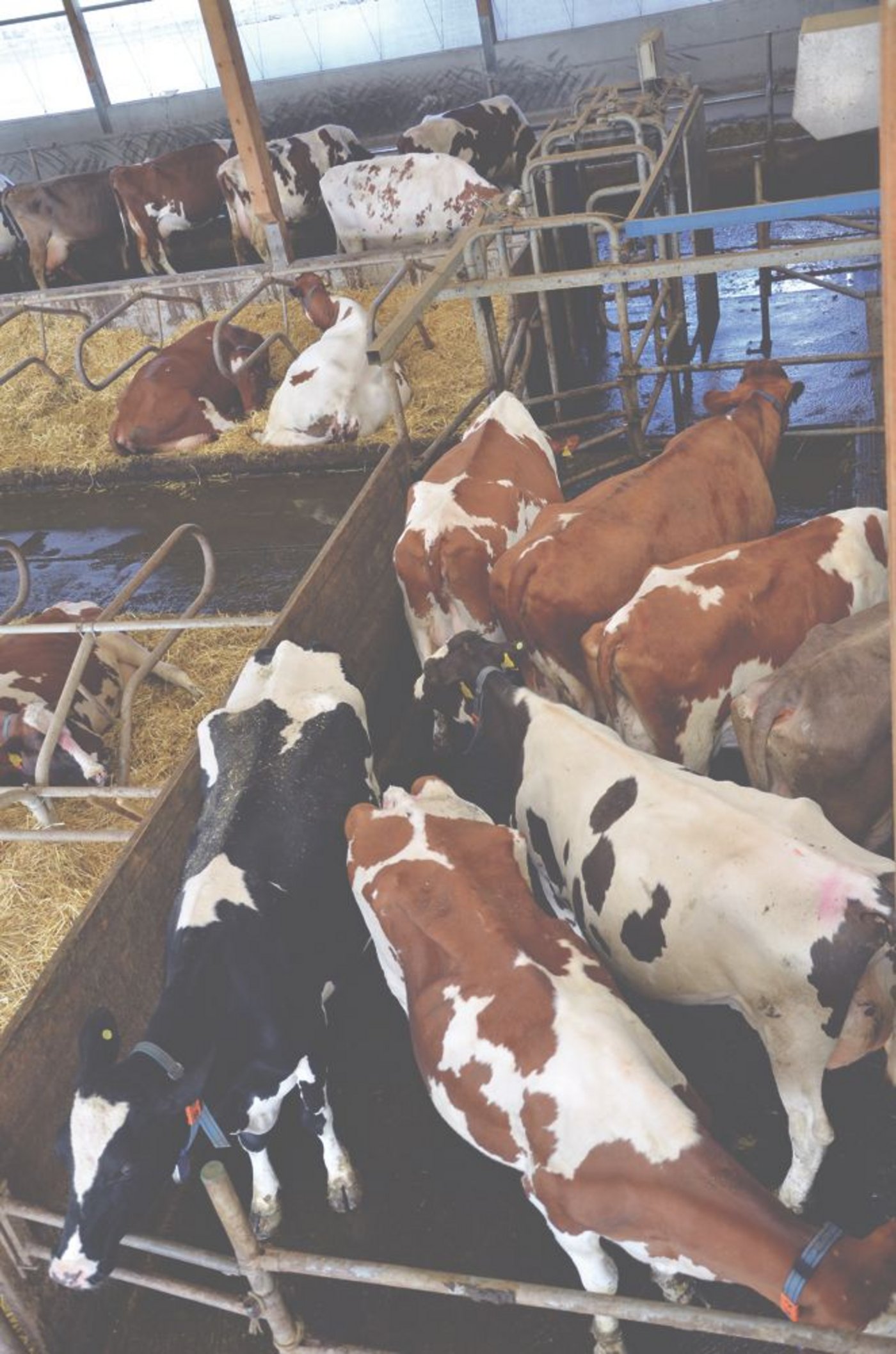 Die Haltung von grossen Kuhherden stösst bei den Deutschen Konsumenten auf Skepsis. Und im Moment gibt es zu viel Milch. (Bild Aline Künzi)