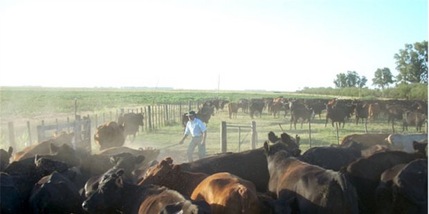 In Zukunft wird mehr Rindfleisch aus Argentinien in die EU exportiert. (Bild: Alister.flint)