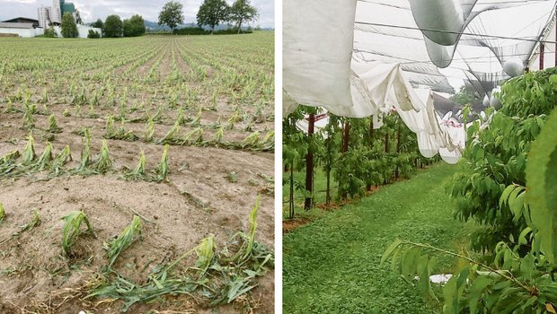 Auch im Kanton Luzern gab es grosse Unwetterschäden in der Landwirtschaft: zerhackter Mais bei Hellbühl. (Bild links Markus Kretz) Zerfetzte und mit Hagelkörnern gefüllte Regen- und Hagelschutznetze auf dem Sternenhof in Baar. (Bild rechts Cornel Andermatt)