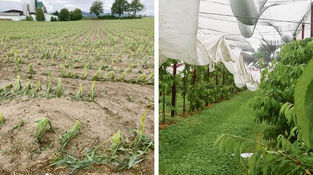 Auch im Kanton Luzern gab es grosse Unwetterschäden in der Landwirtschaft: zerhackter Mais bei Hellbühl. (Bild links Markus Kretz) Zerfetzte und mit Hagelkörnern gefüllte Regen- und Hagelschutznetze auf dem Sternenhof in Baar. (Bild rechts Cornel Andermatt)