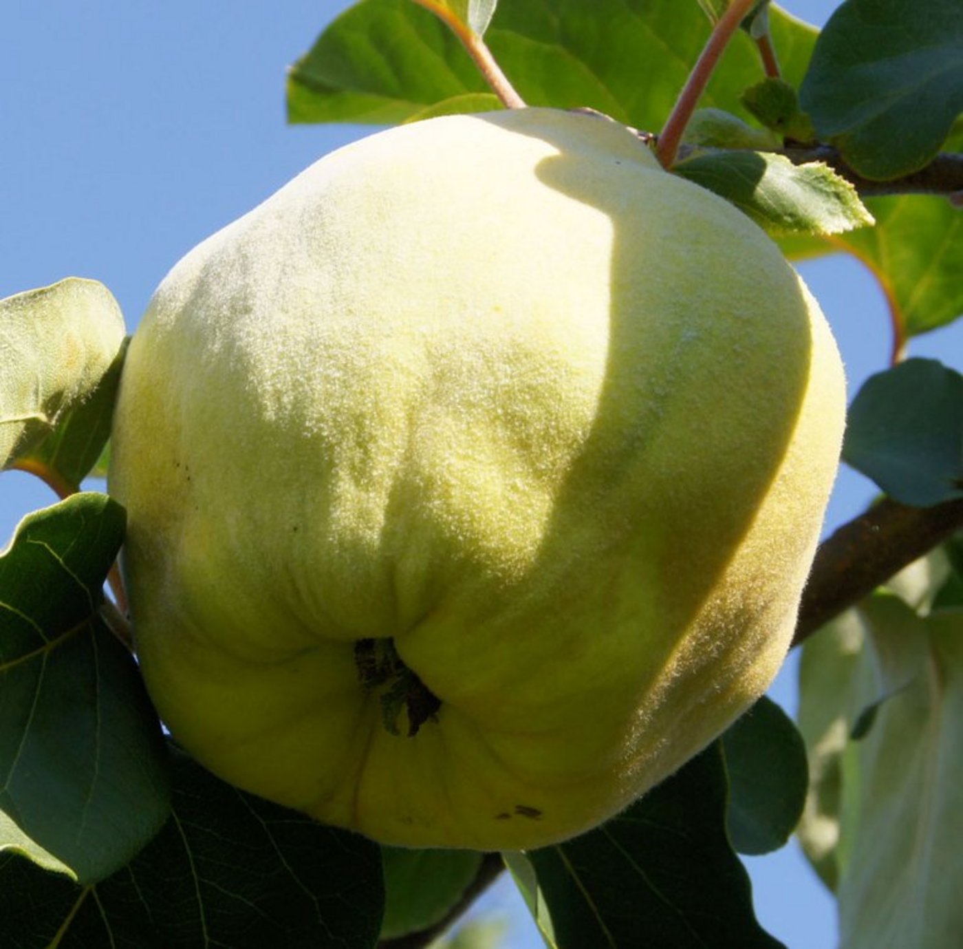 Sind im Erwerbsobstbau unbedeutend: Quitten. (Bild lid)