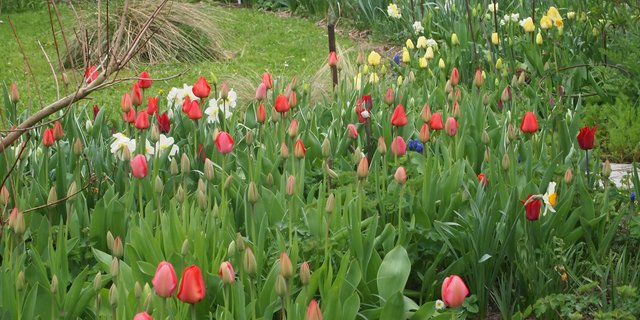 Für andauernde Freude: Mischungen von bewährten Arten und Sorten mit verschiedenen Blütezeiten.	(Bilder Ruth Bossardt)