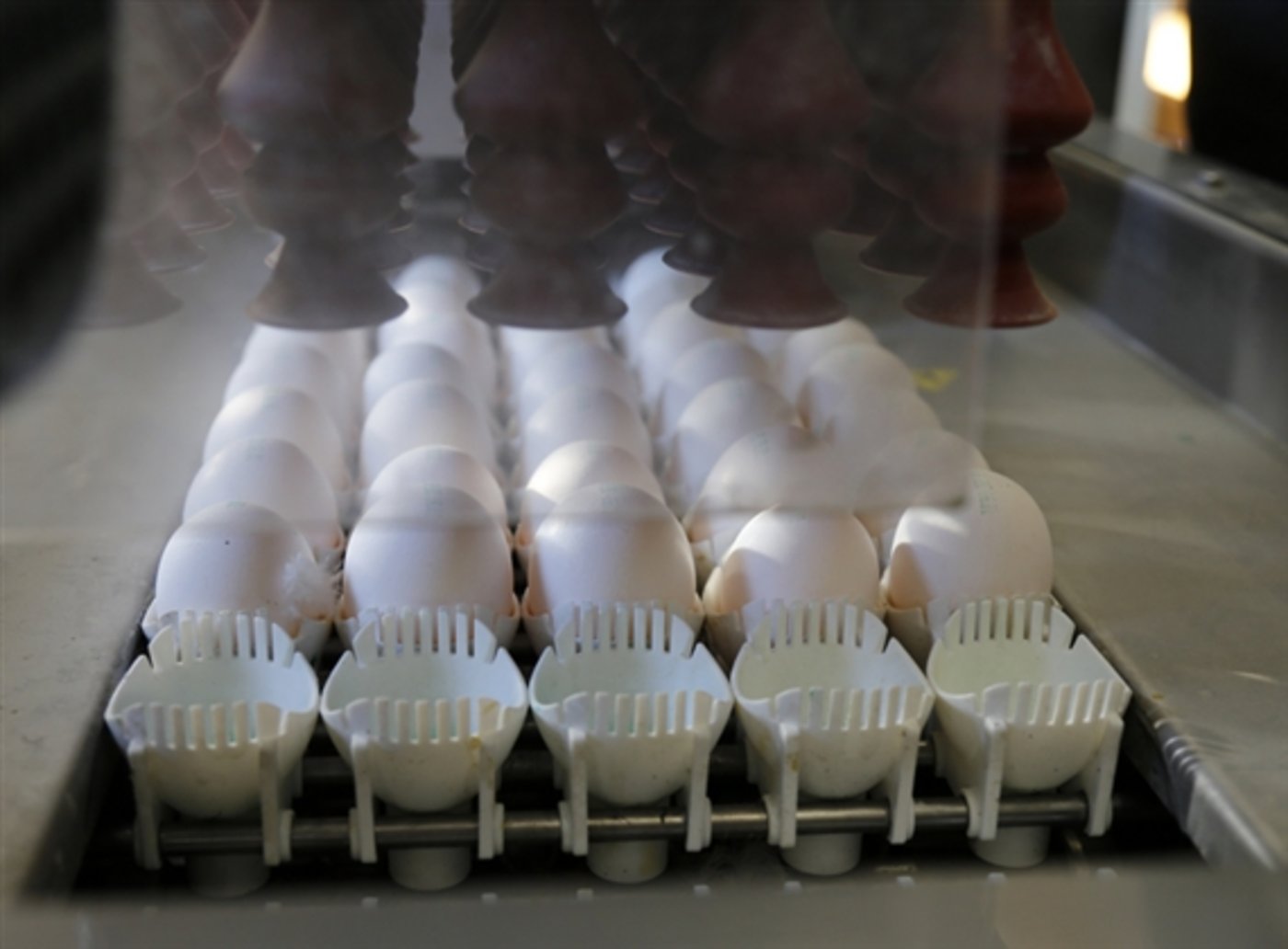 Schweizer Eier waren von dem Fipronil-Skandal nicht betroffen. (Bild ji)