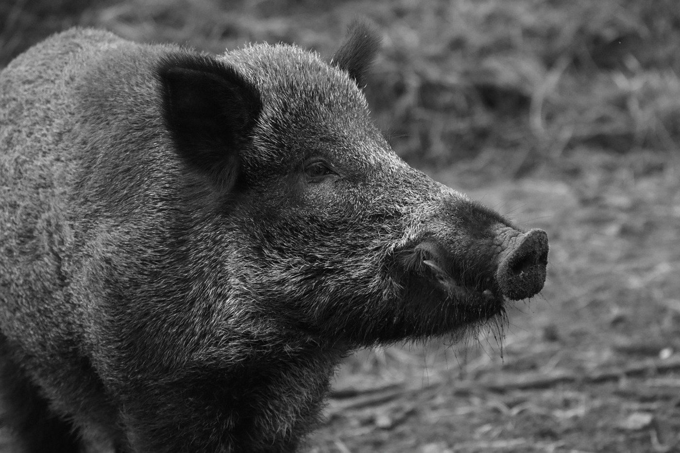 In Deutschland wurde zum ersten Mal bei einem toten Wildschwein nahe der Grenze zu Polen die Afrikanische Schweinepest nachgewiesen worden. (Bild Pixabay)