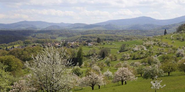 Bildschön: Eine Landschaft voller Hochstammbäume. (Bild lid)