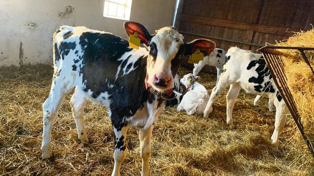 Während die Kuhkälbe Während die Kuhkälber im Kälberschuppen via Transponder und Automaten gefüttert werden (im Bild), sind die Bullenmastkälber in der Aussenhütte und werden an der Milchbar gefüttert.