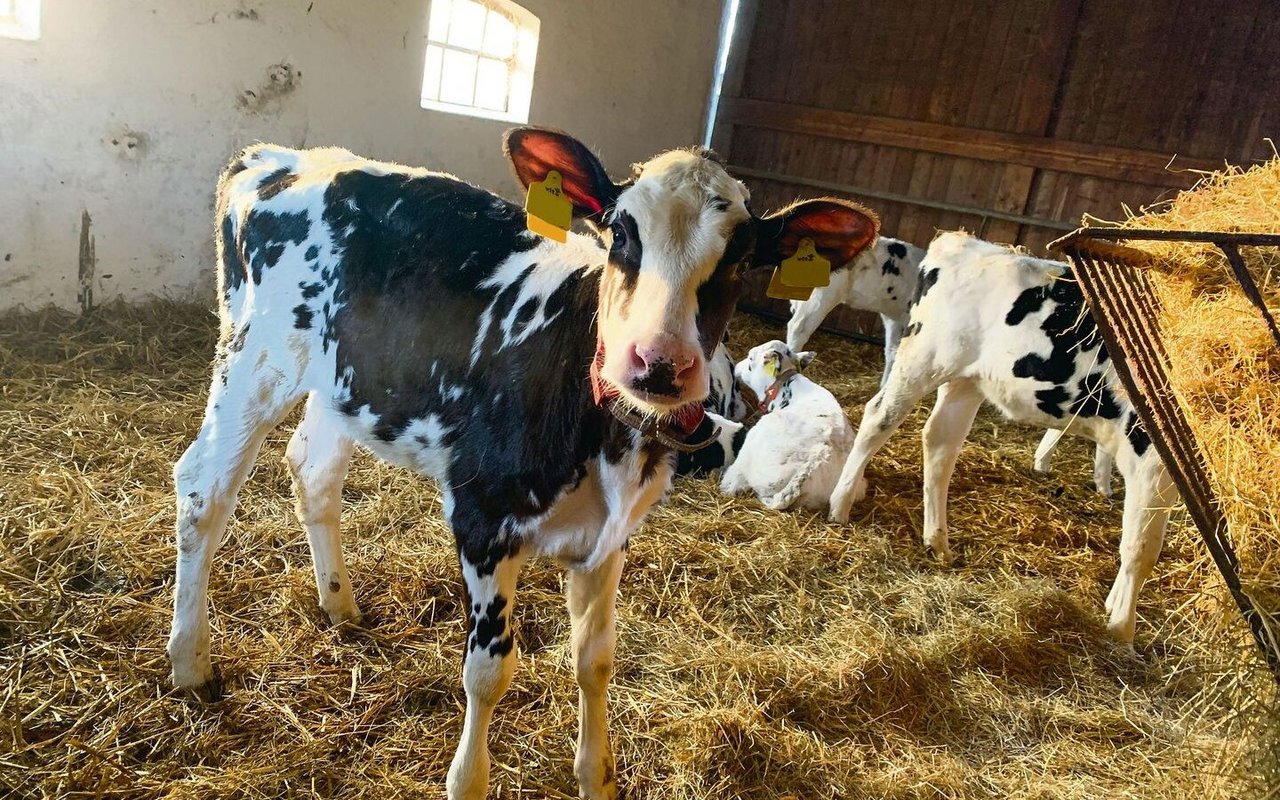 Während die Kuhkälber im Kälberschuppen via Transponder und Automaten gefüttert werden (im Bild), sind die Bullenmastkälber in der Aussenhütte und werden an der Milchbar gefüttert.