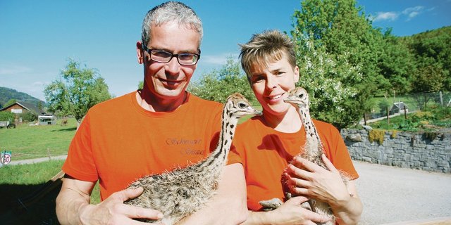 Im Herbst 2017 kamen die ersten 20 Strausse im Alter von drei Monaten auf den Hof von Claudia und Jakob Schwager. Im Frühling 2020 können die beiden stolz die ersten Jungtiere aus eigener Zucht präsentieren.(Bilder Ruth Bossert)