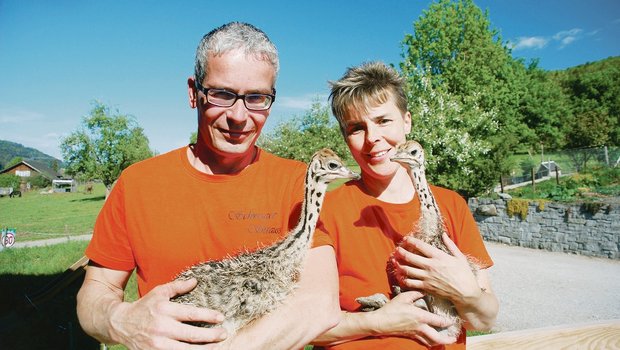 Im Herbst 2017 kamen die ersten 20 Strausse im Alter von drei Monaten auf den Hof von Claudia und Jakob Schwager. Im Frühling 2020 können die beiden stolz die ersten Jungtiere aus eigener Zucht präsentieren.(Bilder Ruth Bossert)