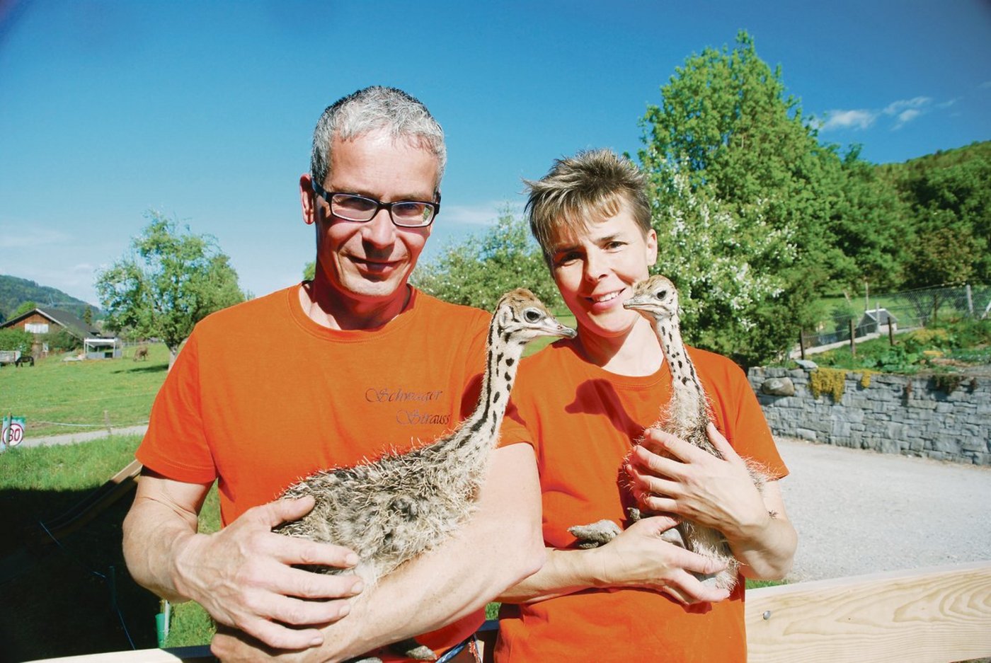 Im Herbst 2017 kamen die ersten 20 Strausse im Alter von drei Monaten auf den Hof von Claudia und Jakob Schwager. Im Frühling 2020 können die beiden stolz die ersten Jungtiere aus eigener Zucht präsentieren.(Bilder Ruth Bossert)